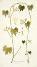 Gronovia scandens - Nikolaus Joseph Freiherr von Jacquin — vista de la obra