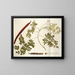 Guilandina moringa - Nikolaus Joseph Freiherr von Jacquin — framed artwork on a wall
