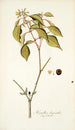 Hamellia chrysantha - Nikolaus Joseph Freiherr von Jacquin — artwork view
