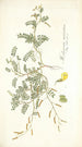 Hedysarum muricatum - Nikolaus Joseph Freiherr von Jacquin — vista de la obra