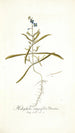 Heliophila integrifolia - Nikolaus Joseph Freiherr von Jacquin — vista de la obra
