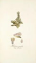 Helonias pumila - Nikolaus Joseph Freiherr von Jacquin — vista de la obra