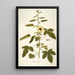 Hibiscus diversifolius - Nikolaus Joseph Freiherr von Jacquin — cuadro enmarcado en la pared