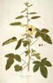 Hibiscus diversifolius - Nikolaus Joseph Freiherr von Jacquin — vista de la obra