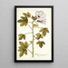 Hibiscus domingensis - Nikolaus Joseph Freiherr von Jacquin — cuadro enmarcado en la pared