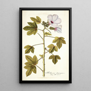 Nikolaus Joseph Freiherr von Jacquin - Hibiscus domingensis.webp