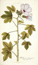 Hibiscus domingensis - Nikolaus Joseph Freiherr von Jacquin — vista de la obra