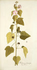 Hibiscus pentacarpos - Nikolaus Joseph Freiherr von Jacquin — vista de la obra