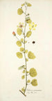 Hibiscus praemorsus - Nikolaus Joseph Freiherr von Jacquin — vista de la obra