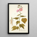 Hibiscus virginicus - Nikolaus Joseph Freiherr von Jacquin — cuadro enmarcado en la pared