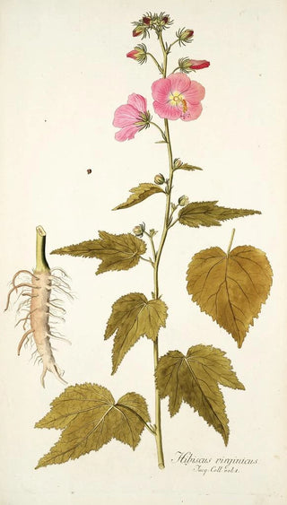 Nikolaus Joseph Freiherr von Jacquin - Hibiscus virginicus.webp
