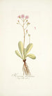 Hieracium incarnatum - Nikolaus Joseph Freiherr von Jacquin — vista de la obra