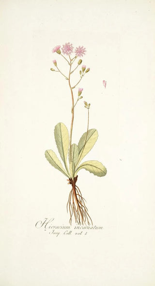 Nikolaus Joseph Freiherr von Jacquin - Hieracium incarnatum.webp