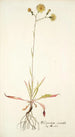 Hieracium saxatile - Nikolaus Joseph Freiherr von Jacquin — vista de la obra