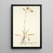 Hieracium saxatile - Nikolaus Joseph Freiherr von Jacquin — cuadro enmarcado en la pared