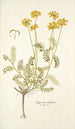 Hippocrepis balearica - Nikolaus Joseph Freiherr von Jacquin — vista de la obra