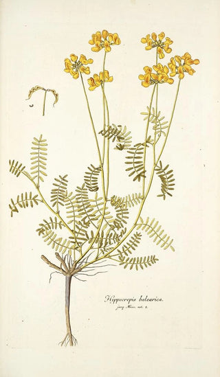 Nikolaus Joseph Freiherr von Jacquin - Hippocrepis balearica.webp