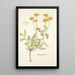 Hippocrepis balearica - Nikolaus Joseph Freiherr von Jacquin — cuadro enmarcado en la pared