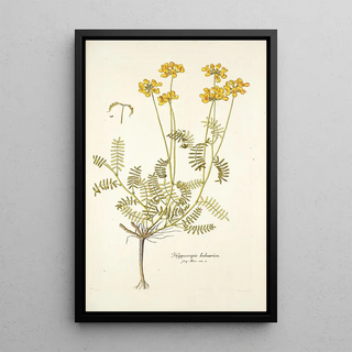 Nikolaus Joseph Freiherr von Jacquin - Hippocrepis balearica.webp