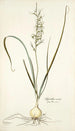 Hyacinthus viridis - Nikolaus Joseph Freiherr von Jacquin — vista de la obra
