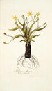 Hypoxis obliqua - Nikolaus Joseph Freiherr von Jacquin — vista de la obra