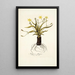 Hypoxis obliqua - Nikolaus Joseph Freiherr von Jacquin — cuadro enmarcado en la pared