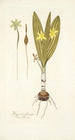 Hypoxis plicata - Nikolaus Joseph Freiherr von Jacquin — vista de la obra