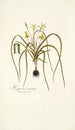 Hypoxis serrata - Nikolaus Joseph Freiherr von Jacquin — vista de la obra