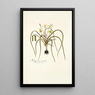 Nikolaus Joseph Freiherr von Jacquin - Hypoxis serrata.webp