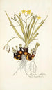 Hypoxis sobolifera - Nikolaus Joseph Freiherr von Jacquin — vista de la obra