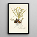 Hypoxis sobolifera - Nikolaus Joseph Freiherr von Jacquin — cuadro enmarcado en la pared
