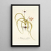 Hypoxis stellata - Nikolaus Joseph Freiherr von Jacquin — cuadro enmarcado en la pared