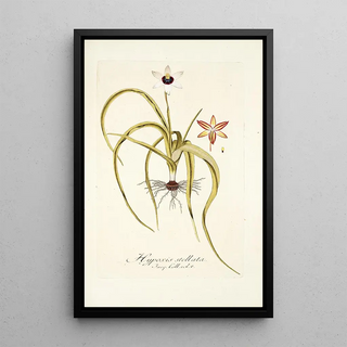 Nikolaus Joseph Freiherr von Jacquin - Hypoxis stellata.webp