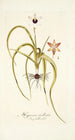 Hypoxis stellata - Nikolaus Joseph Freiherr von Jacquin — vista de la obra