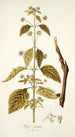 Hyptis capitata - Nikolaus Joseph Freiherr von Jacquin — vista de la obra