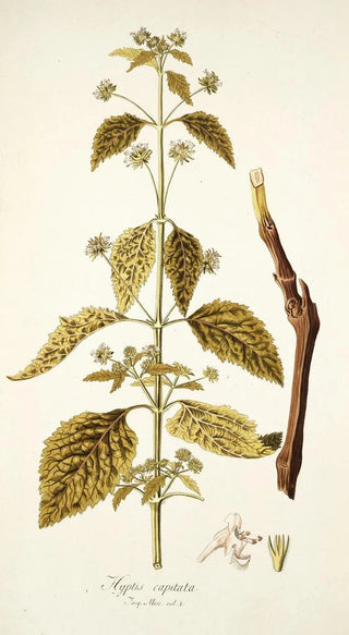 Nikolaus Joseph Freiherr von Jacquin - Hyptis capitata.webp