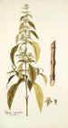 Hyptis verticillata - Nikolaus Joseph Freiherr von Jacquin — vista de la obra