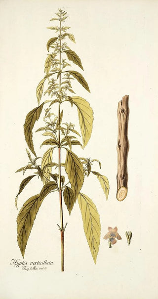 Nikolaus Joseph Freiherr von Jacquin - Hyptis verticillata.webp