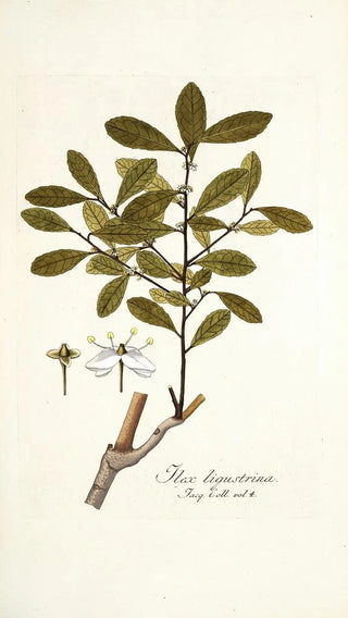 Nikolaus Joseph Freiherr von Jacquin - Ilex ligustrina.webp