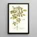 Indigofera hirsuta - Nikolaus Joseph Freiherr von Jacquin — cuadro enmarcado en la pared