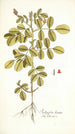 Indigofera hirsuta - Nikolaus Joseph Freiherr von Jacquin — vista de la obra