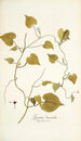 Ipomoea leucantha - Nikolaus Joseph Freiherr von Jacquin — vista de la obra