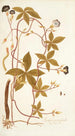 Ipomoea pentaphylla - Nikolaus Joseph Freiherr von Jacquin — vista de la obra