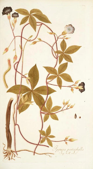 Nikolaus Joseph Freiherr von Jacquin - Ipomoea pentaphylla.webp