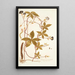 Ipomoea pentaphylla - Nikolaus Joseph Freiherr von Jacquin — cuadro enmarcado en la pared