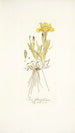 Iris flavissima - Nikolaus Joseph Freiherr von Jacquin — vista de la obra