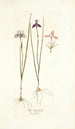 Iris tripetala - Nikolaus Joseph Freiherr von Jacquin — vista de la obra