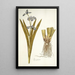 Iris virginica - Nikolaus Joseph Freiherr von Jacquin — cuadro enmarcado en la pared