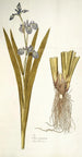 Iris virginica - Nikolaus Joseph Freiherr von Jacquin — vista de la obra
