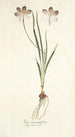 Ixia aneaionaeflora - Nikolaus Joseph Freiherr von Jacquin — artwork view